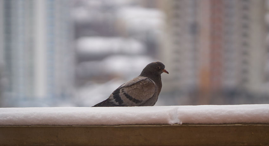 Jak se zbavit holubů na balkóně